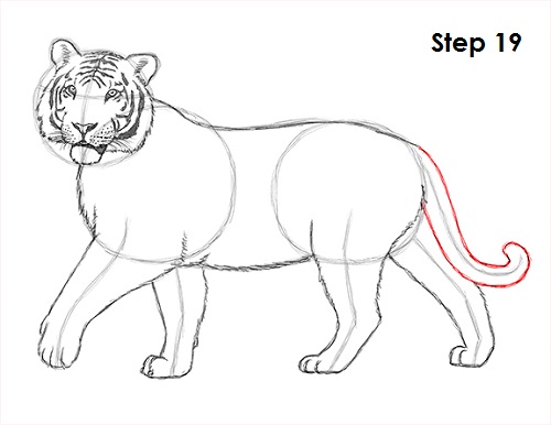 Draw Tiger 19
