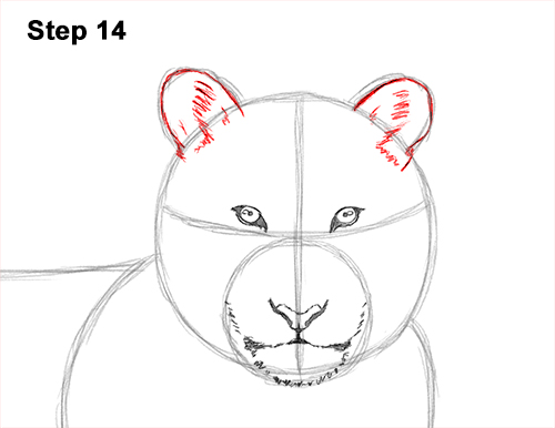 How to Draw a Tiger Laying Lying Down 14