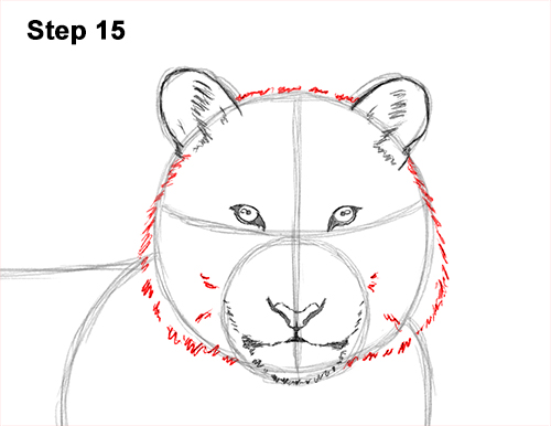 Draw Tiger Side 15 How to Draw a Tiger Laying Lying Down 15