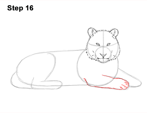 Draw Tiger Side 16 How to Draw a Tiger Laying Lying Down 16