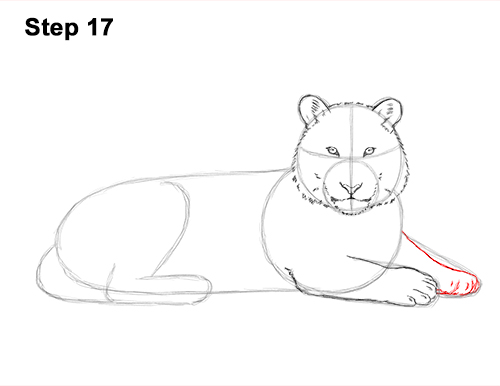 Draw Tiger Side 17 How to Draw a Tiger Laying Lying Down 17