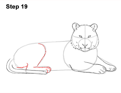 Draw Tiger Side 19 How to Draw a Tiger Laying Lying Down 19