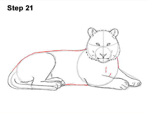Draw Tiger Side 21 How to Draw a Tiger Laying Lying Down 21