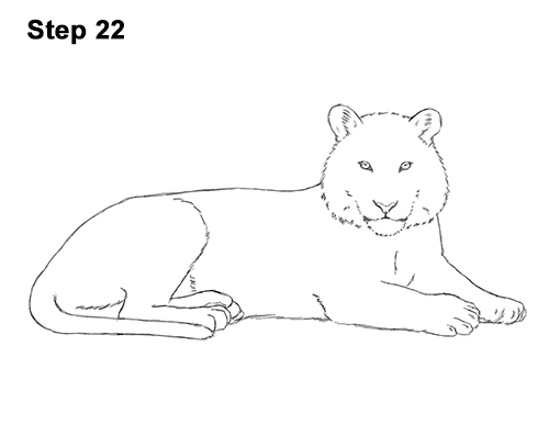 Draw Tiger Side 22 How to Draw a Tiger Laying Lying Down 22