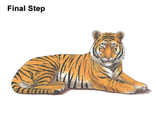 Draw Tiger Side How to Draw a Tiger Laying Lying Down Color