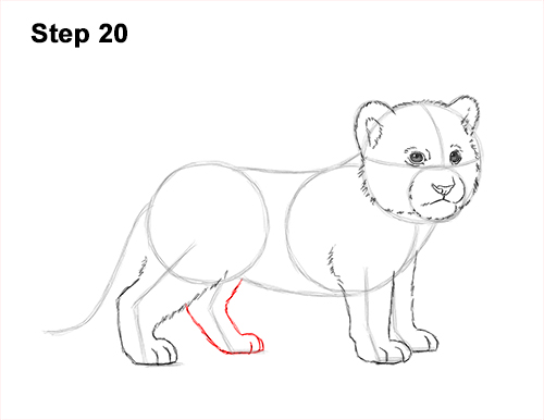 How to Draw a Cute Baby Tiger Cub 20