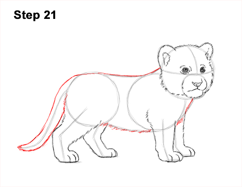 How to Draw a Cute Baby Tiger Cub 21