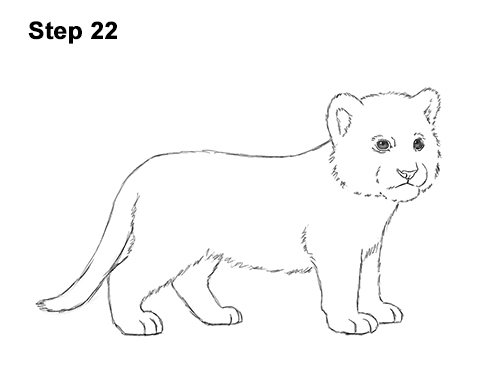 How to Draw a Cute Baby Tiger Cub 22