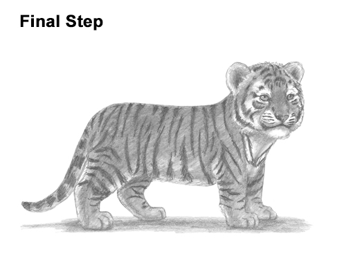 How to Draw a Cute Baby Tiger Cub