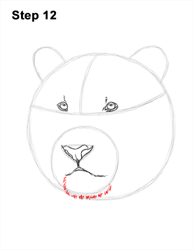 How to Draw a Tiger Head Portrait Face 12