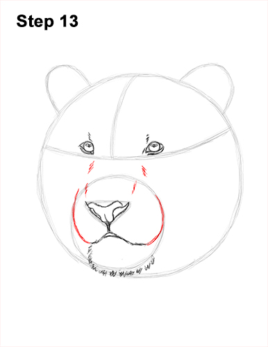 How to Draw a Tiger Head Portrait Face 13