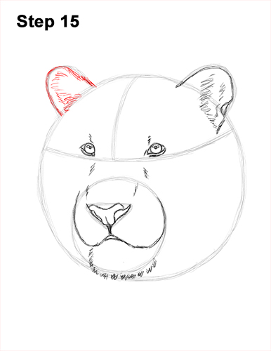 Draw a Tiger Head 15 How to Draw a Tiger Head Portrait Face 15