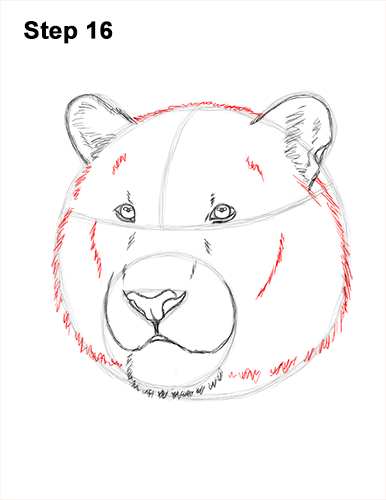 Draw a Tiger Head 16 How to Draw a Tiger Head Portrait Face 16