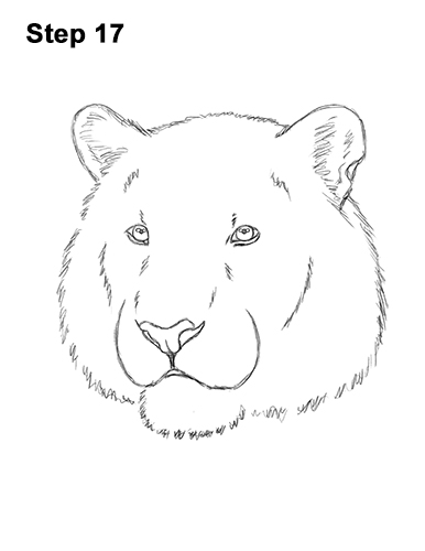 Draw a Tiger Head 17 How to Draw a Tiger Head Portrait Face 17