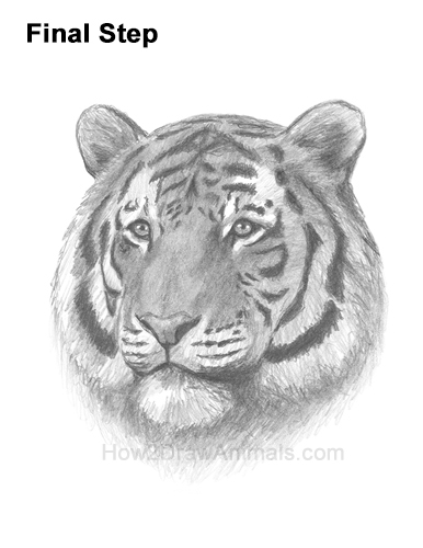 Draw a Tiger Head How to Draw a Tiger Head Portrait Face