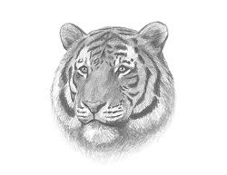 How to Draw a Siberian Tiger Head Detail