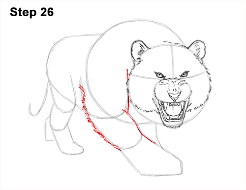 How to Draw a Mean Tiger Roaring Growling Stalking 26