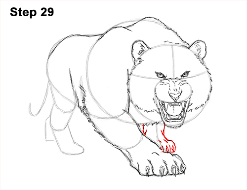 How to Draw a Mean Tiger Roaring Growling Stalking 29