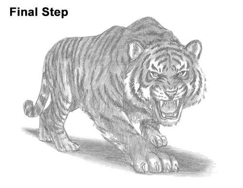 How to Draw a Mean Tiger Roaring Growling Stalking