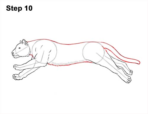 Draw a Running Tiger 10 How to Draw a Tiger Running Side View 10
