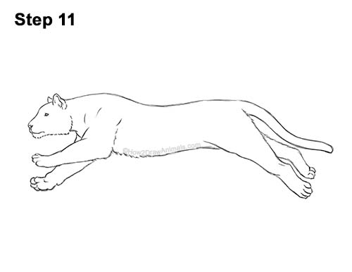 Draw a Running Tiger 11 How to Draw a Tiger Running Side View 11
