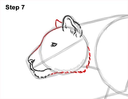 Draw a Running Tiger 7 How to Draw a Tiger Running Side View 7