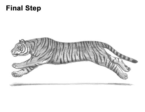 Draw a Running Tiger How to Draw a Tiger Running Side View