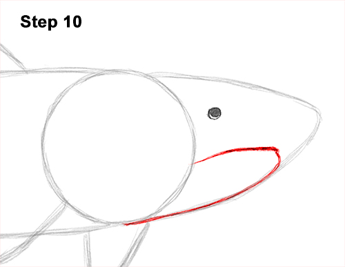 Draw a Tiger Shark 10 How to Draw Tiger Shark Swimming 10