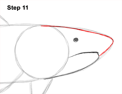 Draw a Tiger Shark 11 How to Draw Tiger Shark Swimming 11