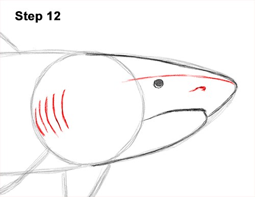Draw a Tiger Shark 12 How to Draw Tiger Shark Swimming 12