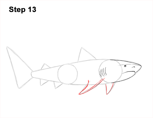 Draw a Tiger Shark 13 How to Draw Tiger Shark Swimming 13
