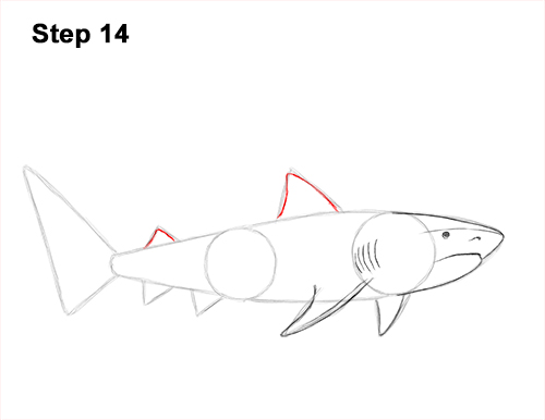 Draw a Tiger Shark 14 How to Draw Tiger Shark Swimming 14