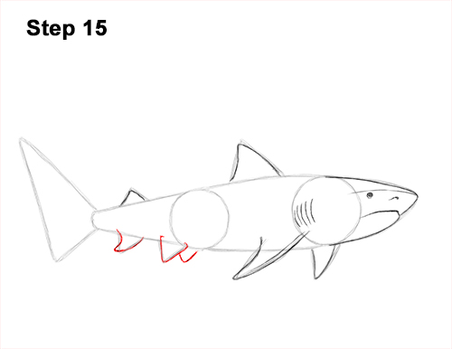 Draw a Tiger Shark 15 How to Draw Tiger Shark Swimming 15