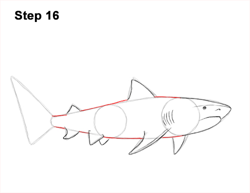Draw a Tiger Shark 16 How to Draw Tiger Shark Swimming 16