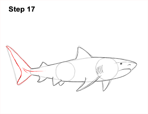 Draw a Tiger Shark 17 How to Draw Tiger Shark Swimming 17