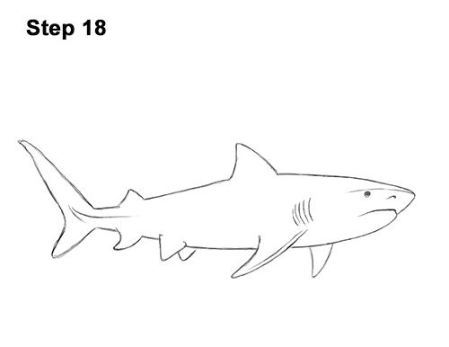 Draw a Tiger Shark 18 How to Draw Tiger Shark Swimming 18