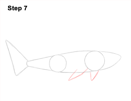 Draw a Tiger Shark 7 How to Draw Tiger Shark Swimming 7