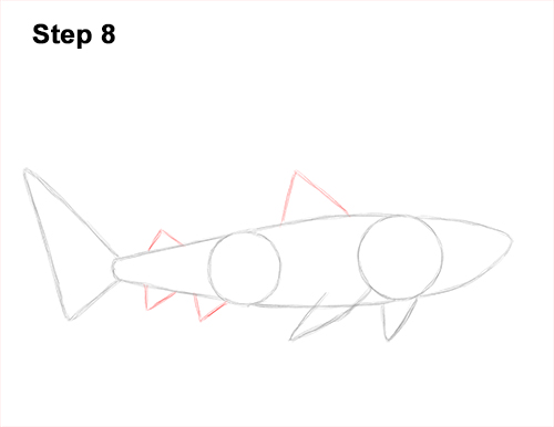 Draw a Tiger Shark 8 How to Draw Tiger Shark Swimming 8