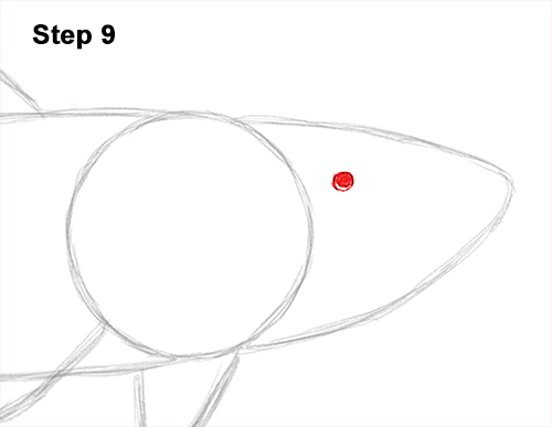 Draw a Tiger Shark 9 How to Draw Tiger Shark Swimming 9