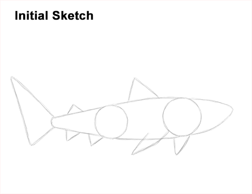 Draw a Tiger Shark Guidelines How to Draw Tiger Shark Swimming Guide Lines