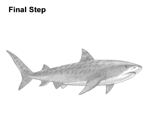 Draw a Tiger Shark How to Draw Tiger Shark Swimming