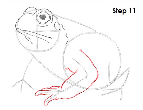 Draw Toad 11