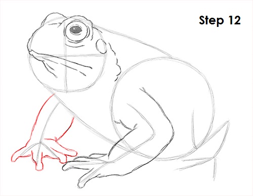 Draw Toad 12
