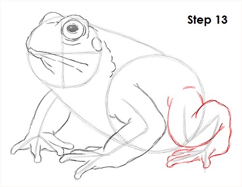 Draw Toad 13