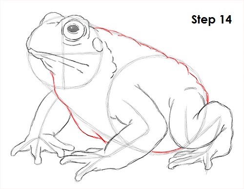 Draw Toad 14