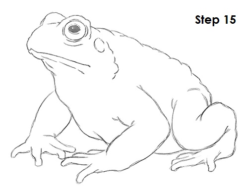 Draw Toad 15