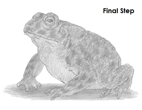 Draw Toad Last
