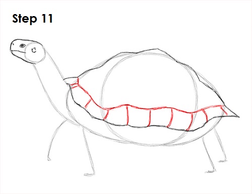 Draw Tortoise 11