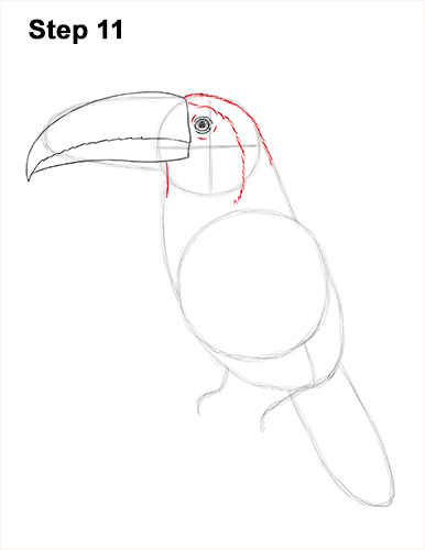 Draw Toucan Bird 11