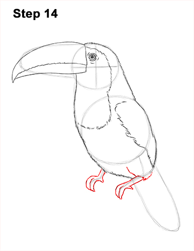 Draw Toucan Bird 14